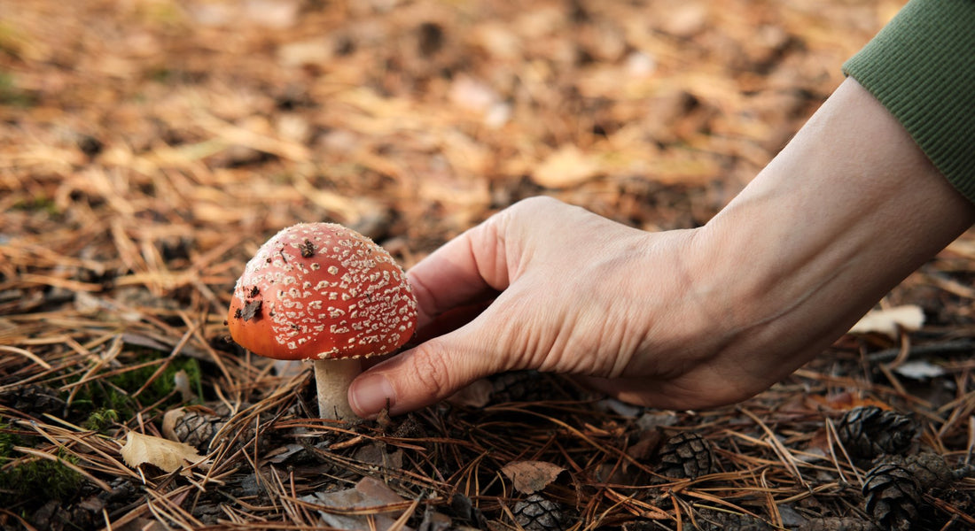The Real Benefits of Amanita Mushroom Gummies for Health and Wellness