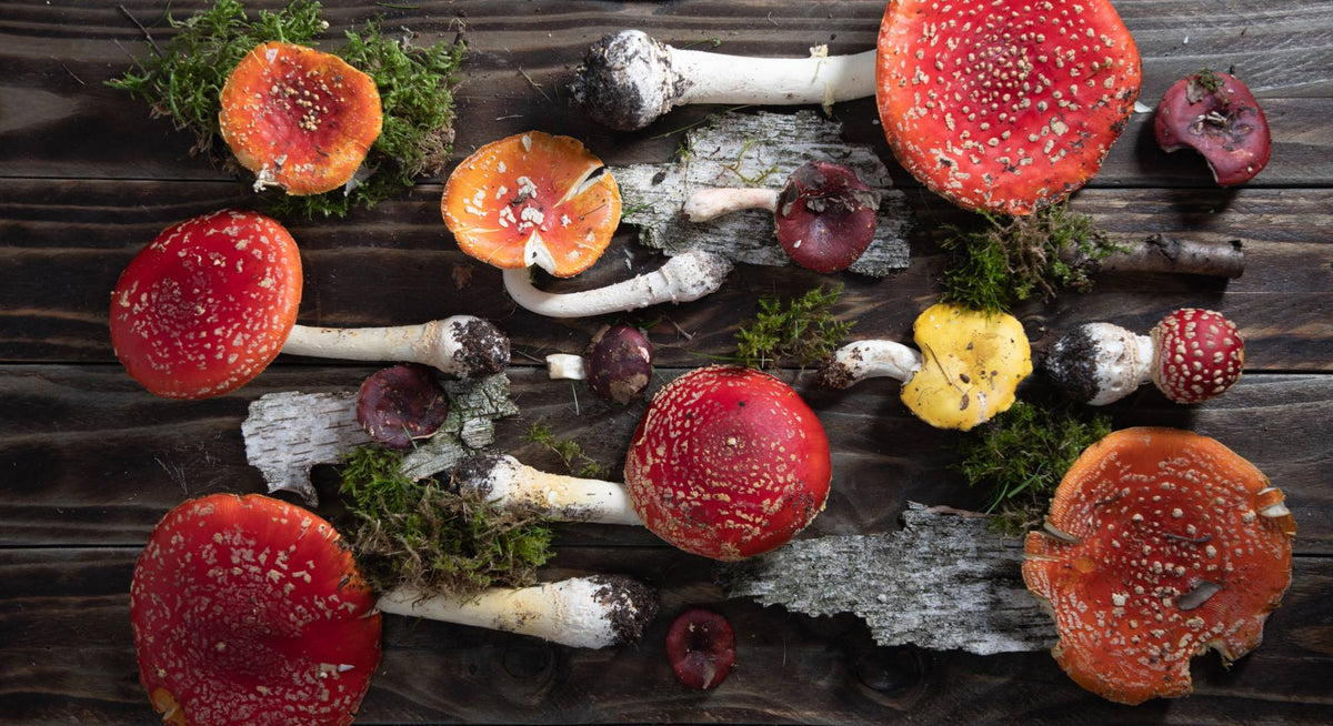 What Are Amanita Muscaria Mushrooms? – Mush Mouth