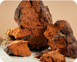 Chaga_Fruiting_Body